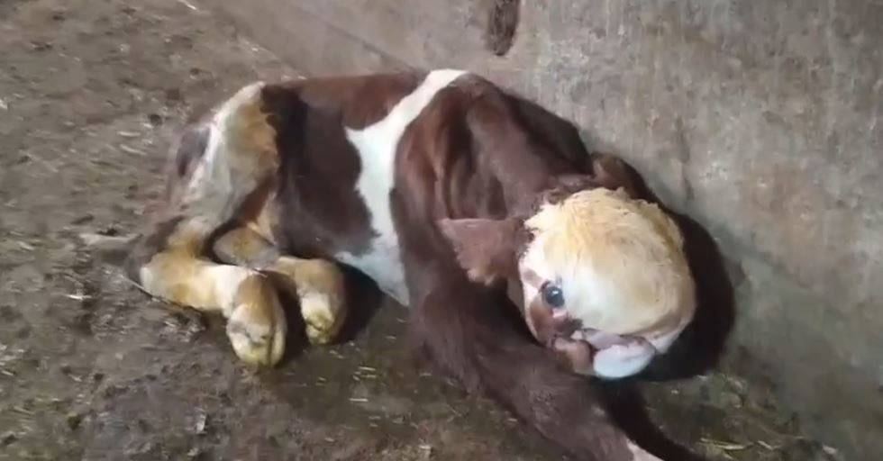 Ahırdan gelen sese koştu, yeni doğan buzağıyı görünce şaştı kaldı 4